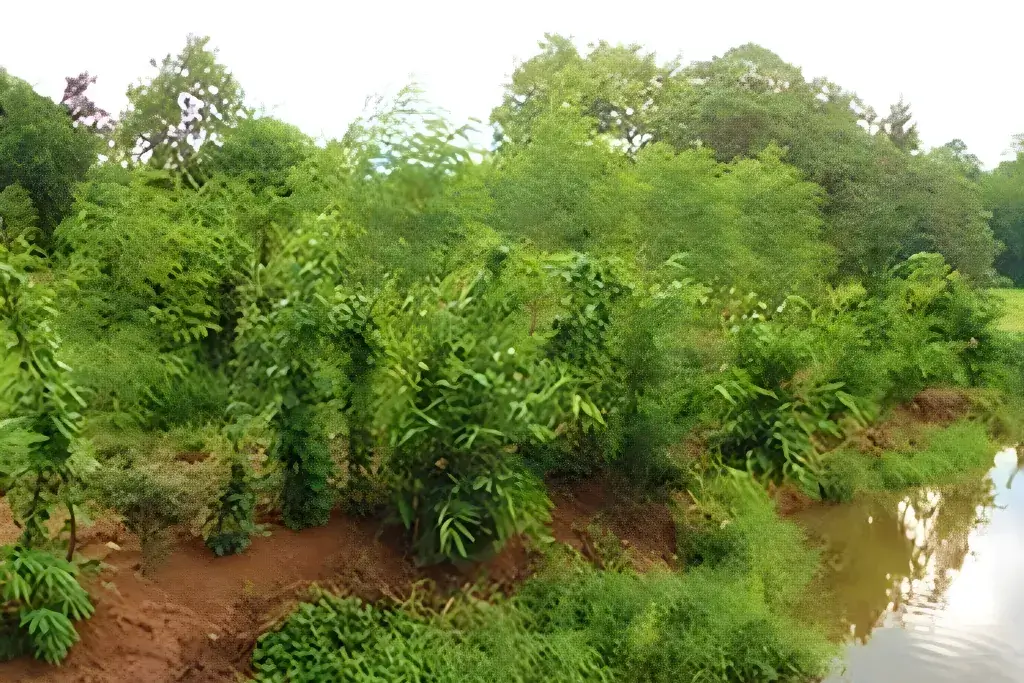 Gampaha District Roadside Tree Planting Gallery 1 image